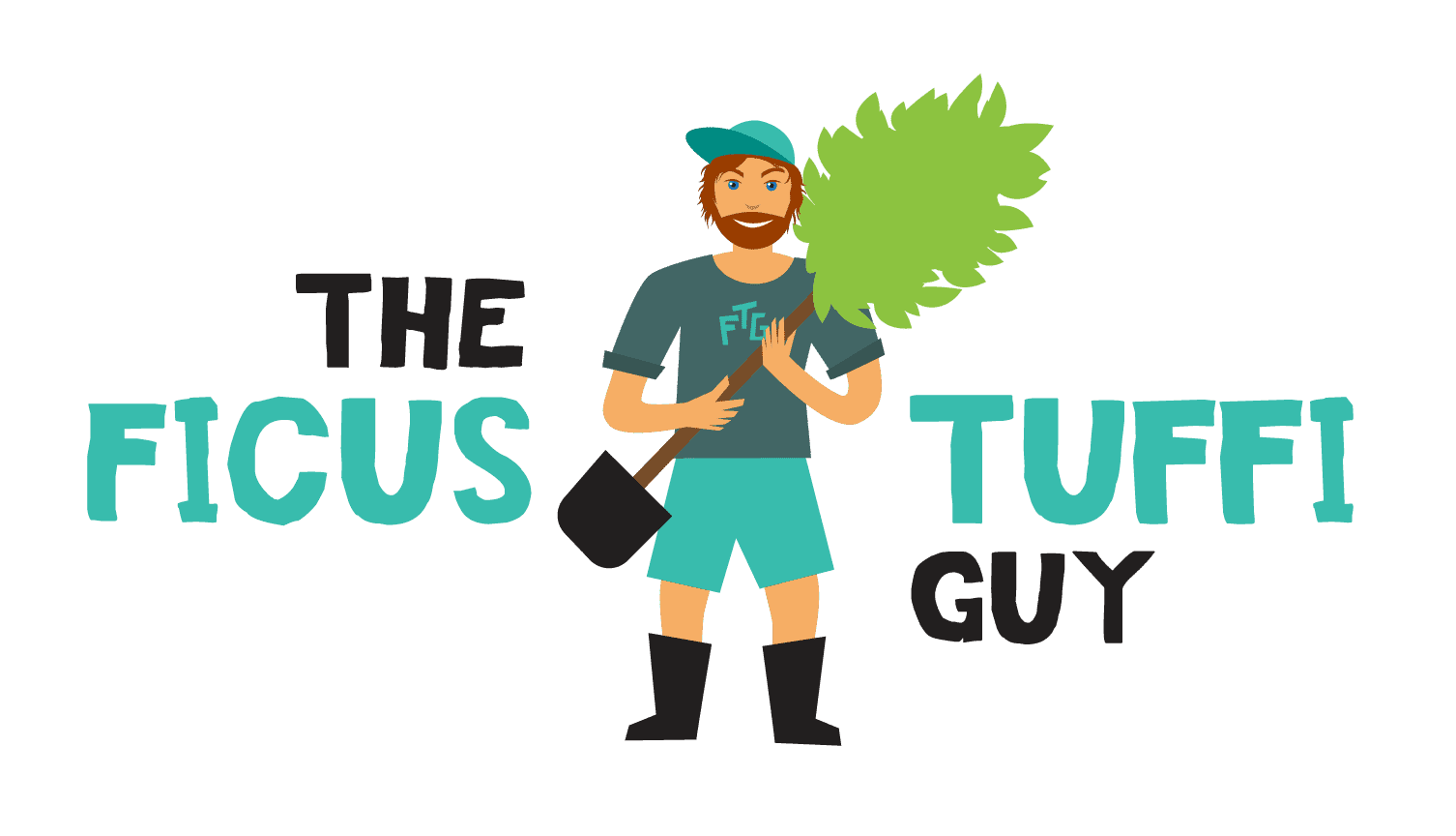  Ficus Tuffi